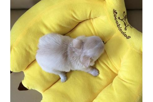 成約済の香川県のチワワ(ロングコート)-53236の1枚目